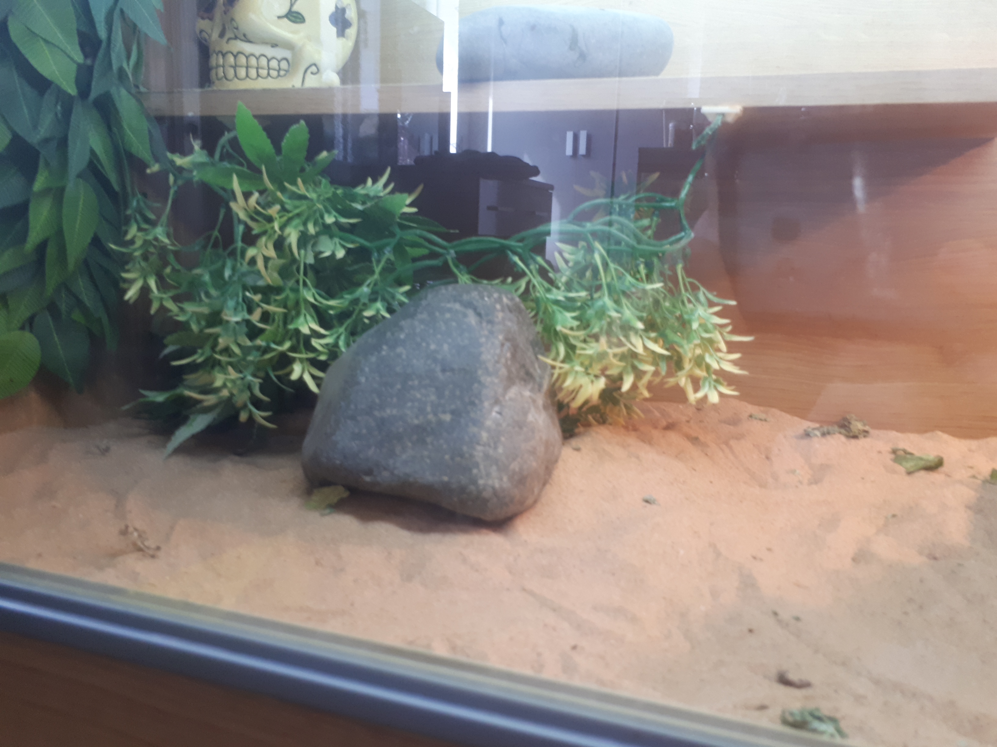 Vivarium for hector